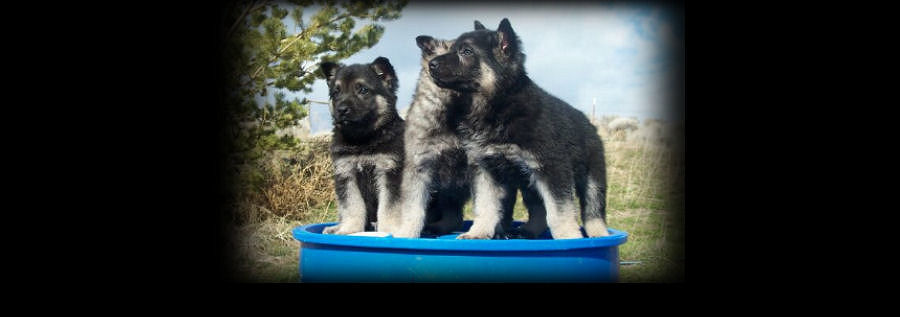 puppy`s for sale