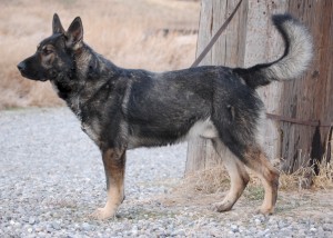 Rescue - Clyde