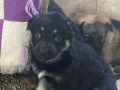 Silver Mountain Shepherd Puppies 12-2023