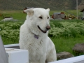 Silver Mountain German Shepherd Dams