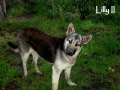 Silver Mountain German Shepherd Dams