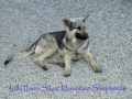 Silver Mountain German Shepherd Dams