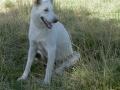 Silver Mountain German Shepherd Dams