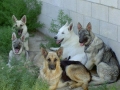 Silver Mountain German Shepherd Dams
