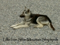 Silver Mountain German Shepherd Dams