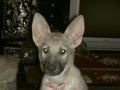 Silver Mountain German Shepherd Dams