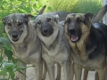 Silver Mountain German Shepherd Dams
