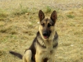 Silver Mountain German Shepherd Dams