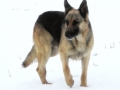 Silver Mountain German Shepherd Dams