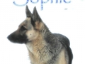 Silver Mountain German Shepherd Dams