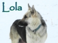 Silver Mountain German Shepherd Dams