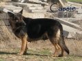 Silver Mountain German Shepherd Dams