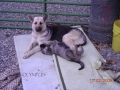 Silver Mountain German Shepherd Dams