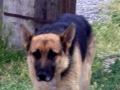 Silver Mountain German Shepherd Dams