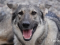 Silver Mountain German Shepherd Dams