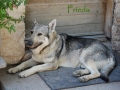 Silver Mountain German Shepherd Dams