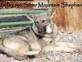 Silver Mountain German Shepherd Dams