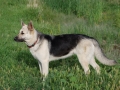 Silver Mountain German Shepherd Dams