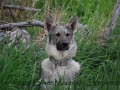 Silver Mountain German Shepherd Dams