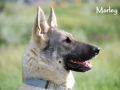 Silver Mountain German Shepherd Dams