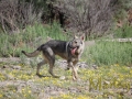 Silver Mountain German Shepherd Dams
