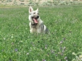 Silver Mountain German Shepherd Dams