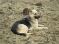Silver Mountain German Shepherd Dams