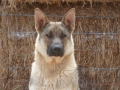Silver Mountain German Shepherd Dams
