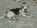 Silver Mountain German Shepherd Dams