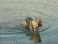 Silver Mountain German Shepherd Dams