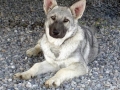 Silver Mountain German Shepherd Dams