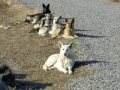 Silver Mountain German Shepherd Dams