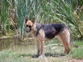 Silver Mountain German Shepherd Dams