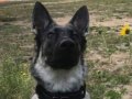 Silver Mountain German Shepherds