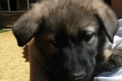 Sold Puppies