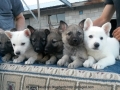 Silver Mountain German Shepherds Puppies for sale