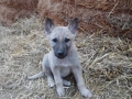 Silver Mountain German Shepherds Puppies for sale