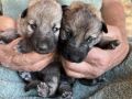 Silver Mountain German Shepherds Puppies for sale