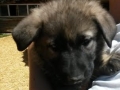 Heidi's silver black puppy 1