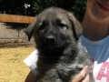 Heidi's silver black puppy 2