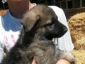 Heidi's silver black puppy 3