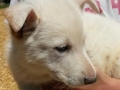 Heidi's white female puppy1