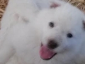 Heidi's white puppys