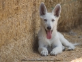 Silver Mountain German Shepherds Puppies for sale