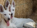 Silver Mountain German Shepherds Puppies for sale
