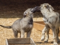 Silver Mountain German Shepherds Puppies for sale