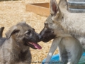 Silver Mountain German Shepherds Puppies for sale