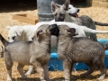 Silver Mountain German Shepherds Puppies for sale