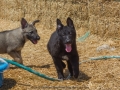 Silver Mountain German Shepherds Puppies for sale