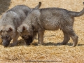 Silver Mountain German Shepherds Puppies for sale